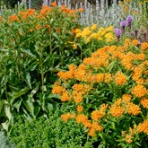 Butterfly Weed